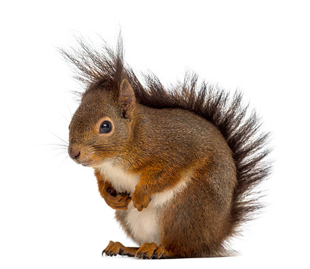 istock Red squirrel in front of a white background 508423834