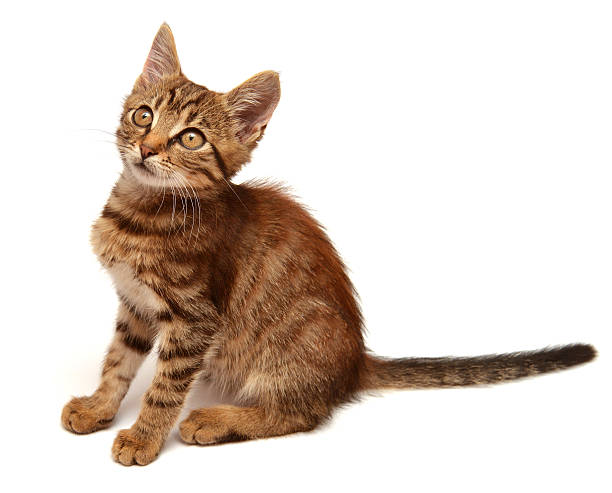 istock Beautiful little kitten 508424001