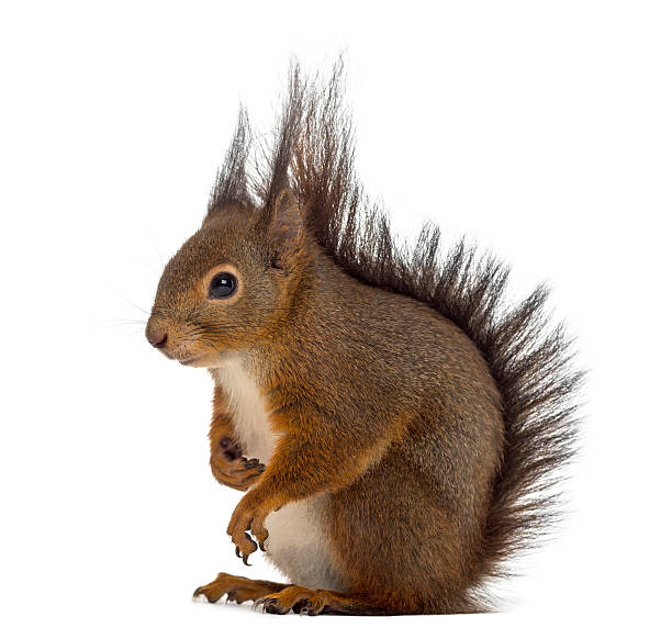 istock Red squirrel in front of a white background 508424062