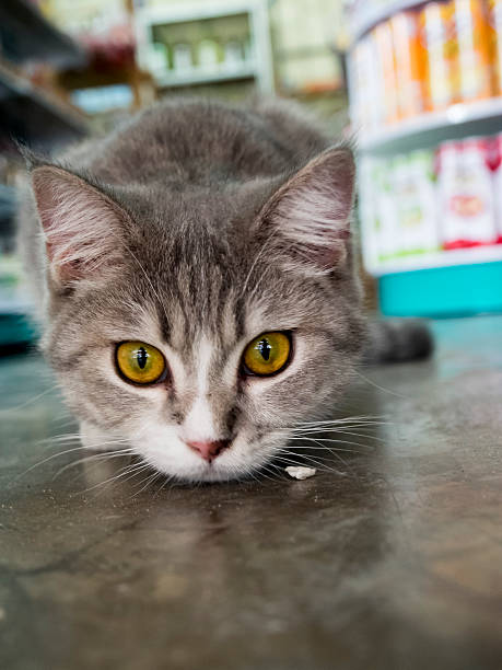 istock close up of young domestic cat 508424613