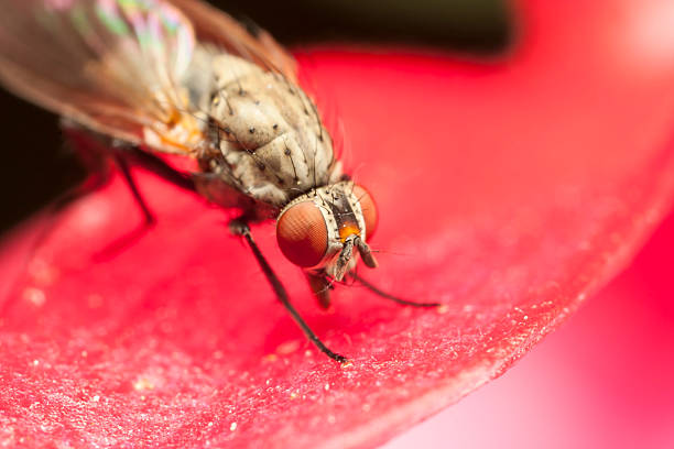 istock Closeup of a fly with red eyes 508424645