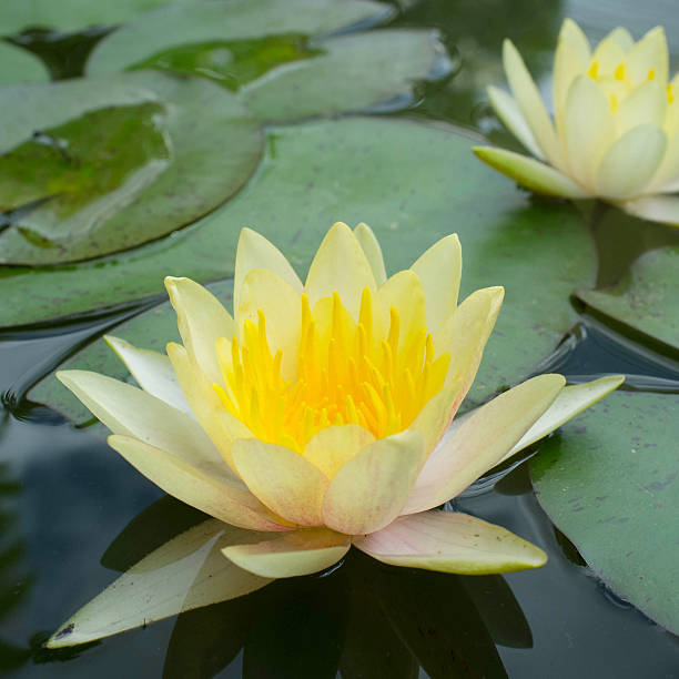 istock water lily color yellow 508424997