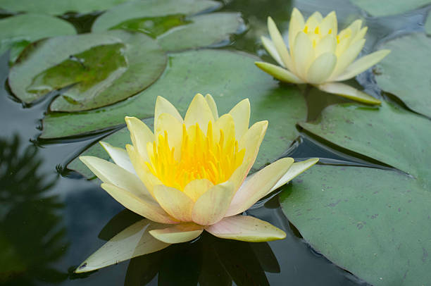 istock water lily color yellow 508424999