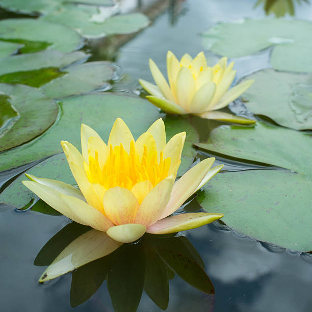 istock water lily color yellow 508425001