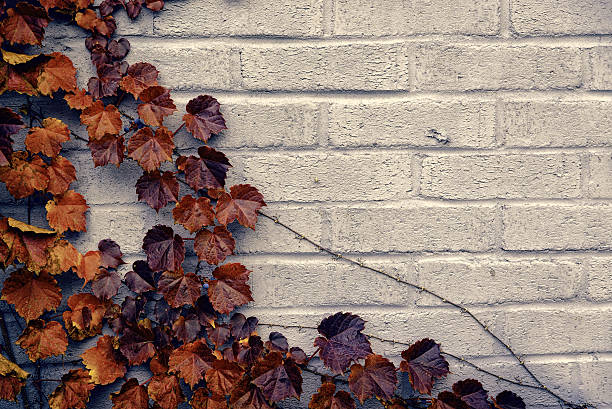 istock Autumn Corner Border - Brown Grape Vine Leaves 508425071