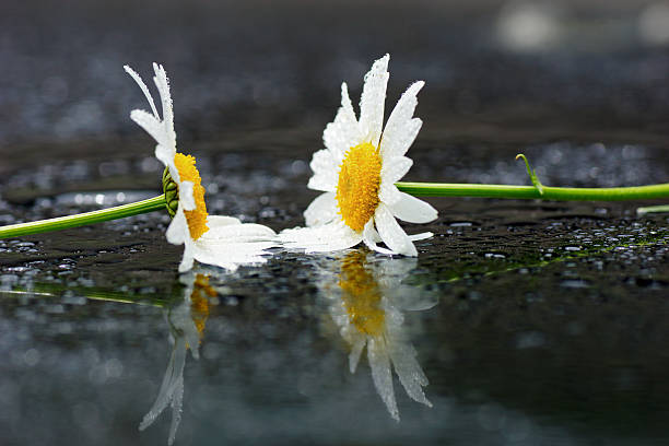 istock Nature concept: wet of two daisies, grey background 508425949