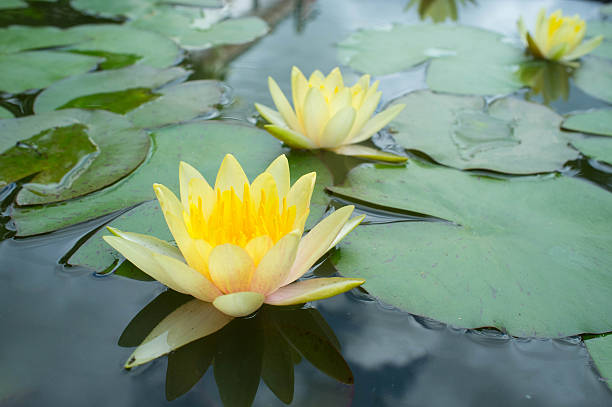 istock water lily color yellow 508426083