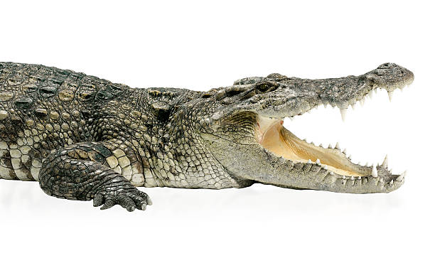 istock Wildlife crocodile isolated on white 508426147