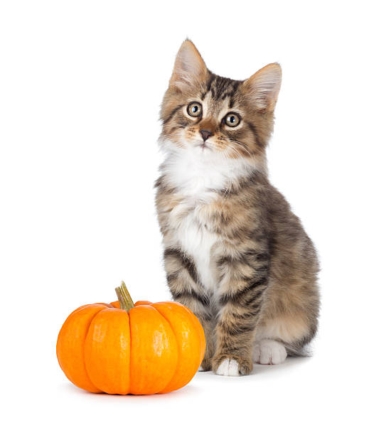 istock Cute kitten with mini pumpkin on white. 508427291