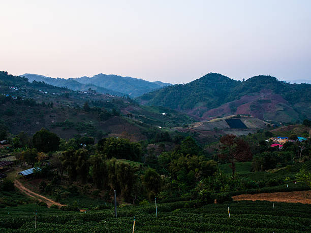 istock Tea plantation in Chiang Rai, Thailand 508427855