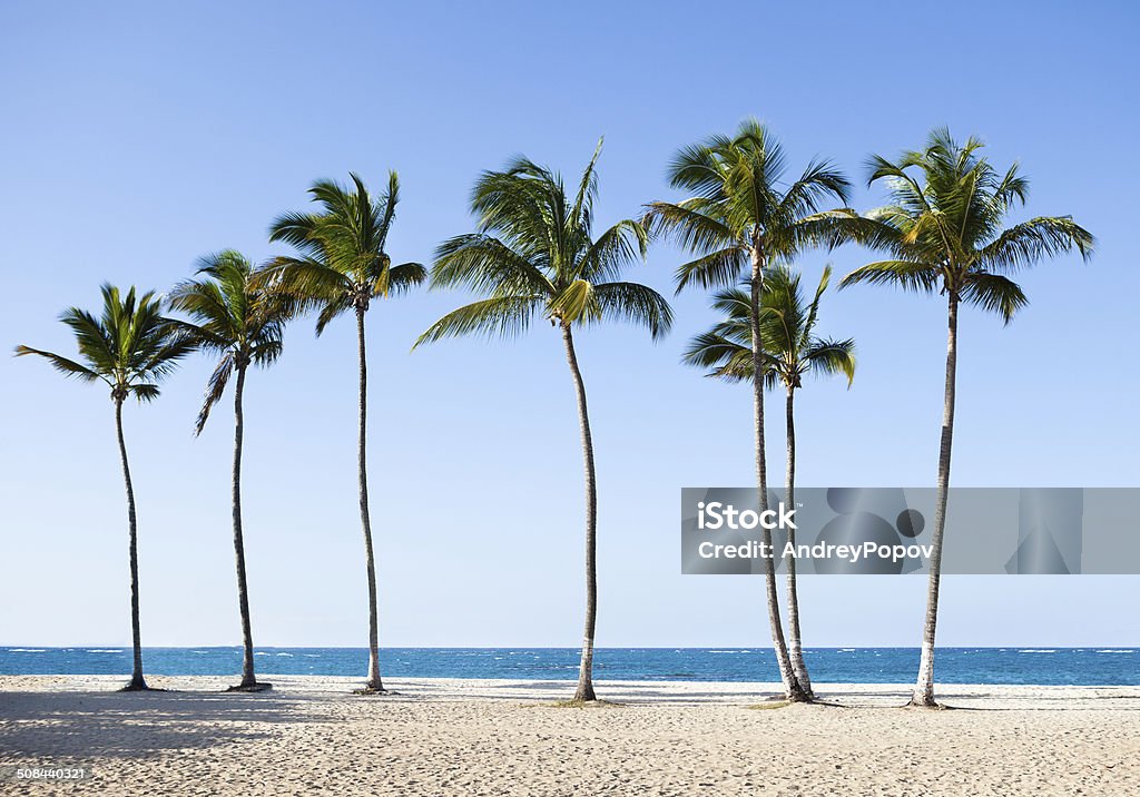 Palm Trees At Tranquil Beach Tall palm trees in a row at tranquil beach In A Row Stock Photo