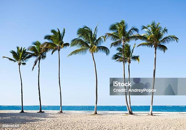 Palm Trees At Tranquil Beach Stock Photo - Download Image Now - In A Row, Palm Tree, Beach