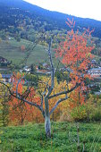 herbst-baum-mountain-motiv.jpg?b=1&s=170