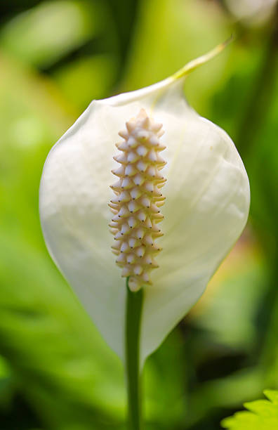 클로즈업 인명별 육수꽃차례 - peace lily lily stamen single flower 뉴스 사진 이미지