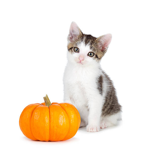 istock Cute kitten with mini pumpkin on white. 508440891