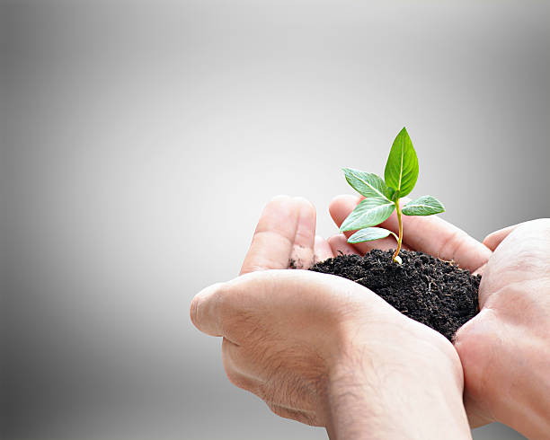 istock Hand holding green seedling with soil 508441063
