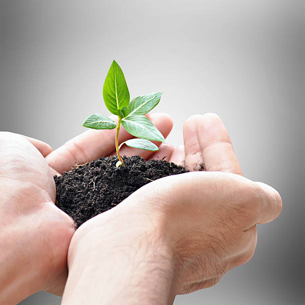 istock Hand holding green seedling with soil 508441065