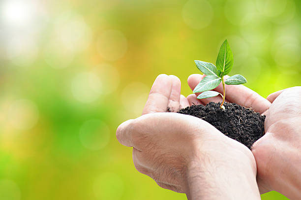 istock Hand holding green seedling with soil 508441067