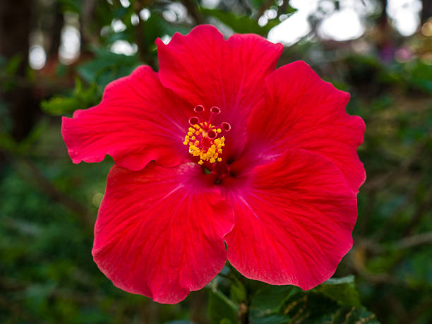 istock Hibiscus flower in nature 508441145