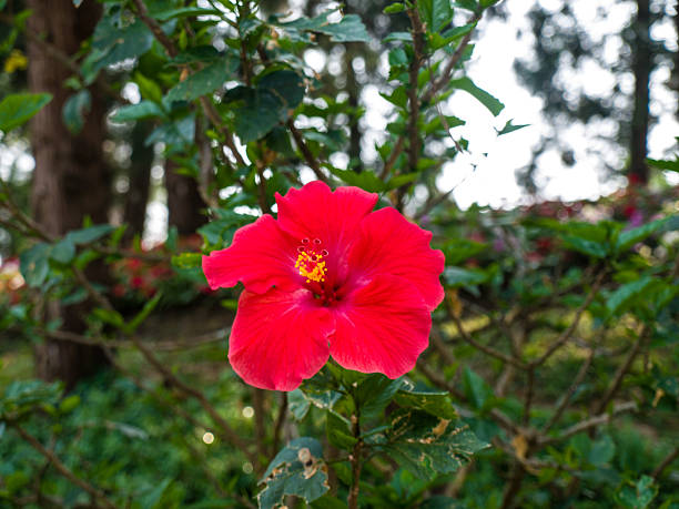 istock Hibiscus flower in nature 508441149