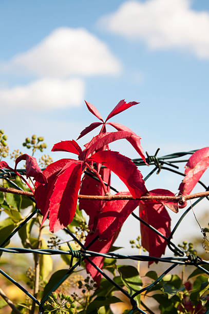 Beautiful Plant with Red Leaves Beautiful Plant with Red Leaves on a Fence in Autumn in Germany acer palmatum osakazuki stock pictures, royalty-free photos & images