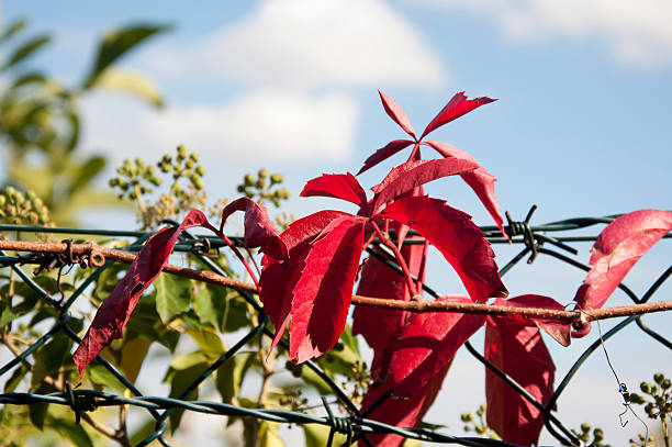 Beautiful Plant with Red Leaves Beautiful Plant with Red Leaves on a Fence in Autumn in Germany acer palmatum osakazuki stock pictures, royalty-free photos & images