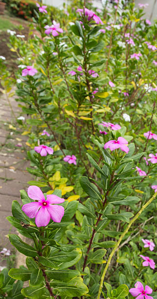 istock Vinca flower in gargen 508441853