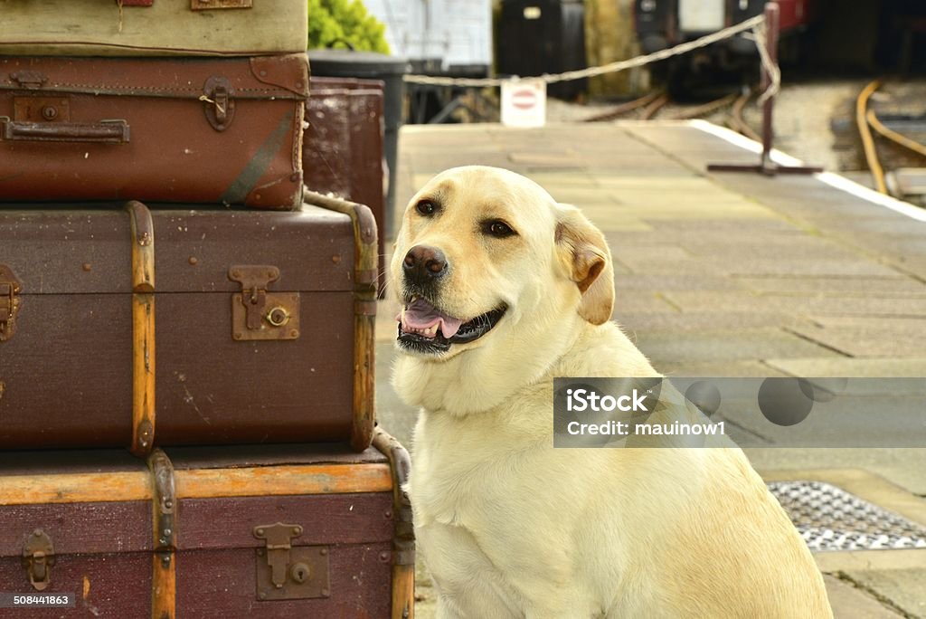 dog at Train Station luggage Antique Stock Photo