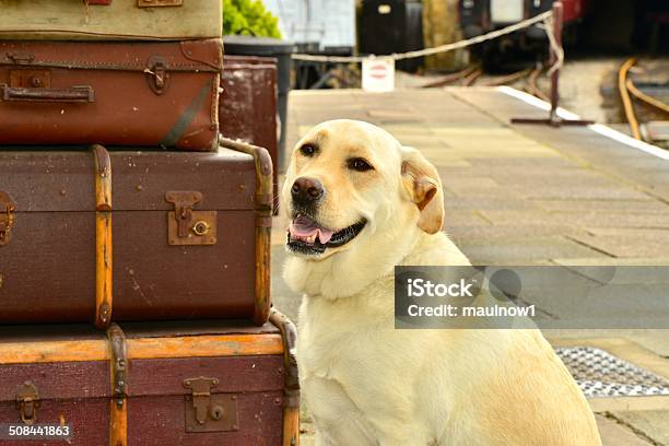 Dog At Train Station Stock Photo - Download Image Now - Antique, Bag, Dog