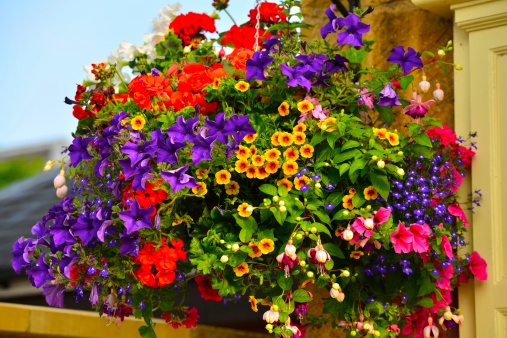 hanging flowers