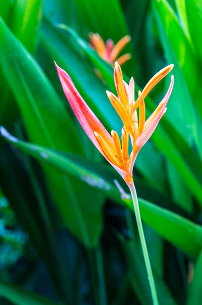 istock Bird of paradise 508442429