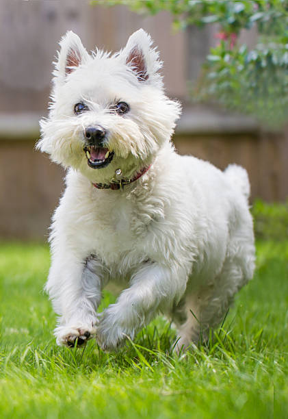 istock Cute West highland white terrier running in the grass 508442441