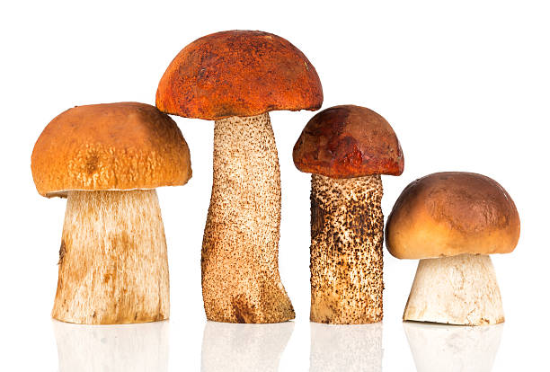istock Orange-cap Boletus and porcini mushroom 508442539