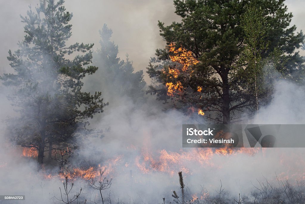 Forest fire Fire in pine tree forest. Picture taken in Latvia. Boreal Forest Stock Photo