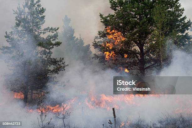 Forest Fire Stock Photo - Download Image Now - Boreal Forest, Fire - Natural Phenomenon, Accidents and Disasters