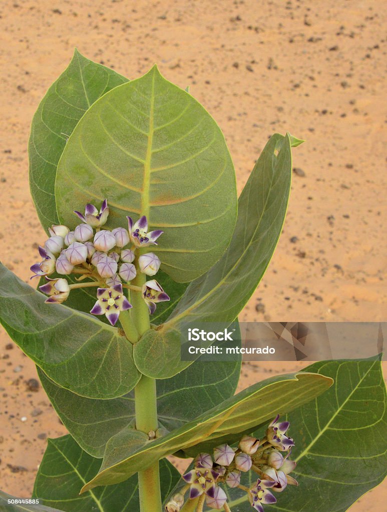 Calotropis procera plant, known as 'apple of Sodom' Nouakchott province, Mauritania: leaves and flowers of the Calotropis procera plant, known as 'apple of Sodom' grows in the sand dunes of the Sahara desert - the sap is toxic - photo by M.Torres Africa Stock Photo