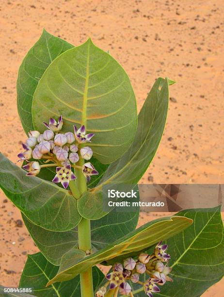 Calotropis Procera Plant Known As Apple Of Sodom Stock Photo - Download Image Now