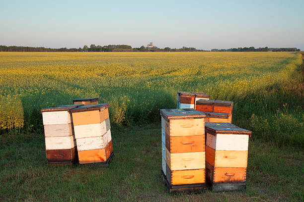 beehives - manitoba canada prairie canola foto e immagini stock