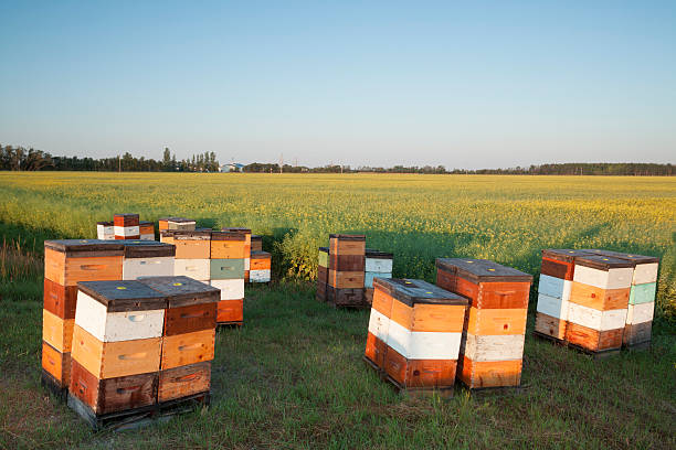 beehives - manitoba canada prairie canola foto e immagini stock