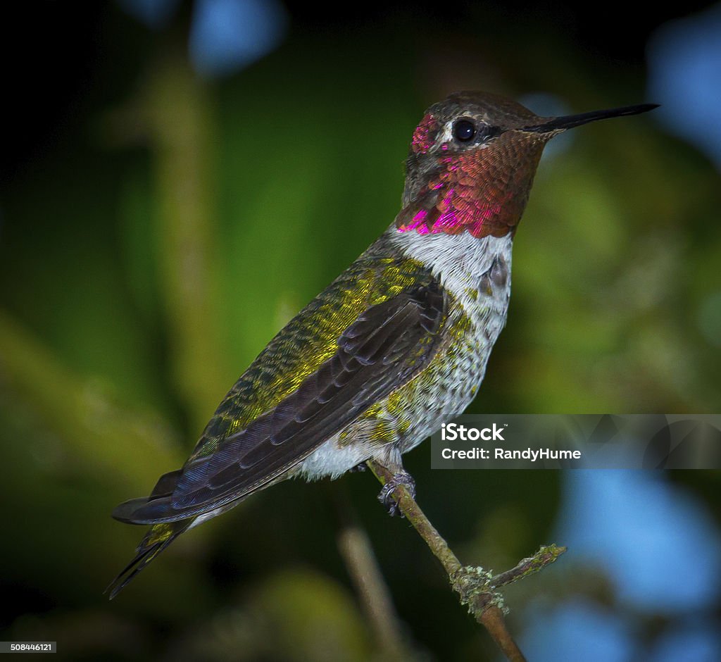 Anna's Hummingbird Animal Stock Photo