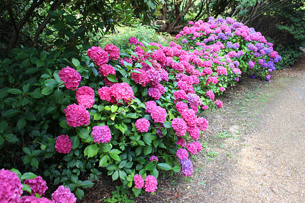 Photo showing a mass of pink, blue, lilac and purple flowers growing on large mophead hydrangea bushes (Hydrangea macrophylla) next to the garden path.  Thse lacecap hydrangeas are enjoying a shady part of the garden, beneath some large trees that cast shade, and are pictured flowering in the middle of the summer.