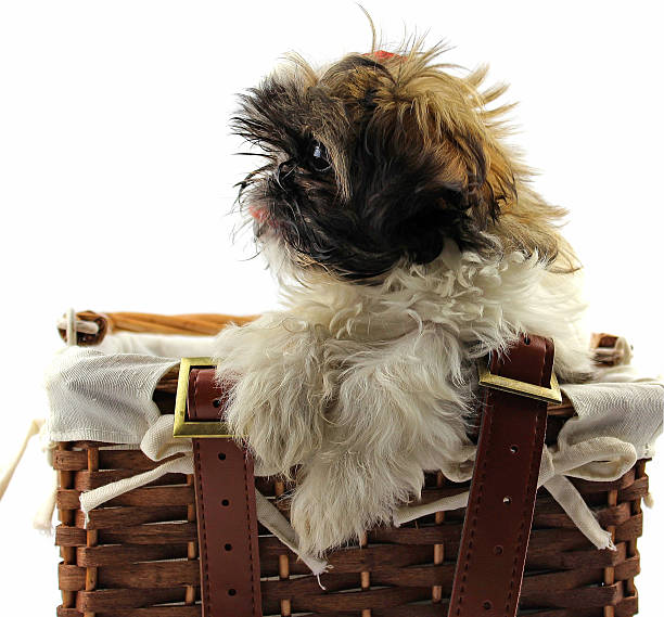 istock Shih Tzu puppy 508447855