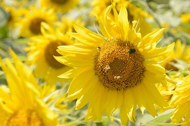 Pollination stock photo