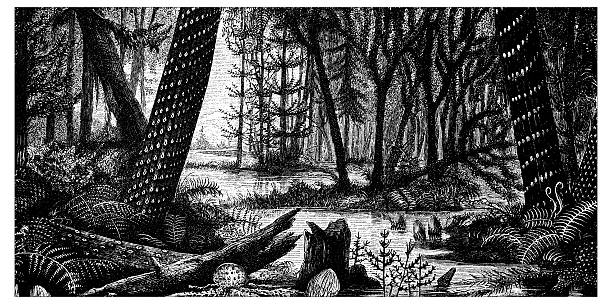 Antique illustration of partial view of a forest with a swamp )part of a river or a lake?), many trees and undergrowth (such as ferns) contribute to create an extremely wild landscape