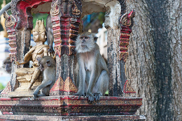 Monkeys sitting on a shrine Monkeys sitting on a shrine  at  Tiger Cave Temple, Krabi, Thailand wat tham sua stock pictures, royalty-free photos & images