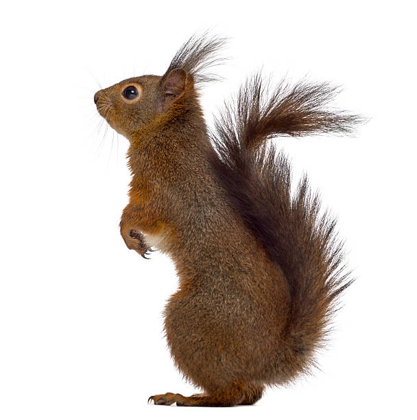 istock Red squirrel in front of a white background 508450044