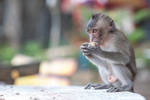 Adolescent  monkey eating a peanut at  Tiger Cave Temple, Krabi, Thailand