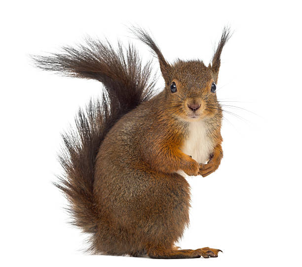 istock Red squirrel in front of a white background 508450212