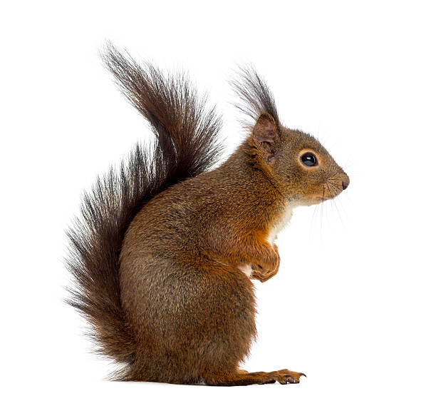 istock Red squirrel in front of a white background 508450298