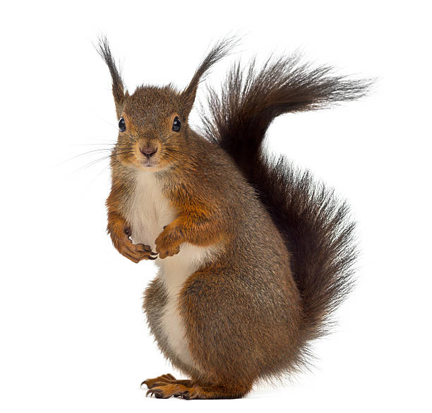 istock Red squirrel in front of a white background 508450644